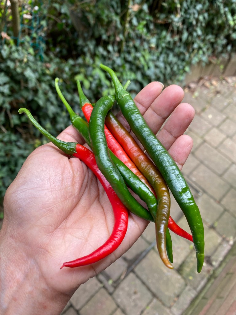 Freshly picked organic chillies from my allotment greenhouse, used in a South Indian-inspired plant-based recipe, perfect for yoga students seeking healthy, nourishing meals.