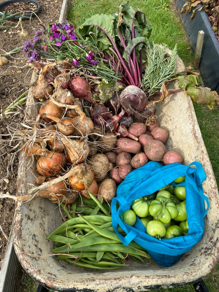 Collecting vegetables from the allotment near my yoga studio, welwyn garden city, Hertfordshire 