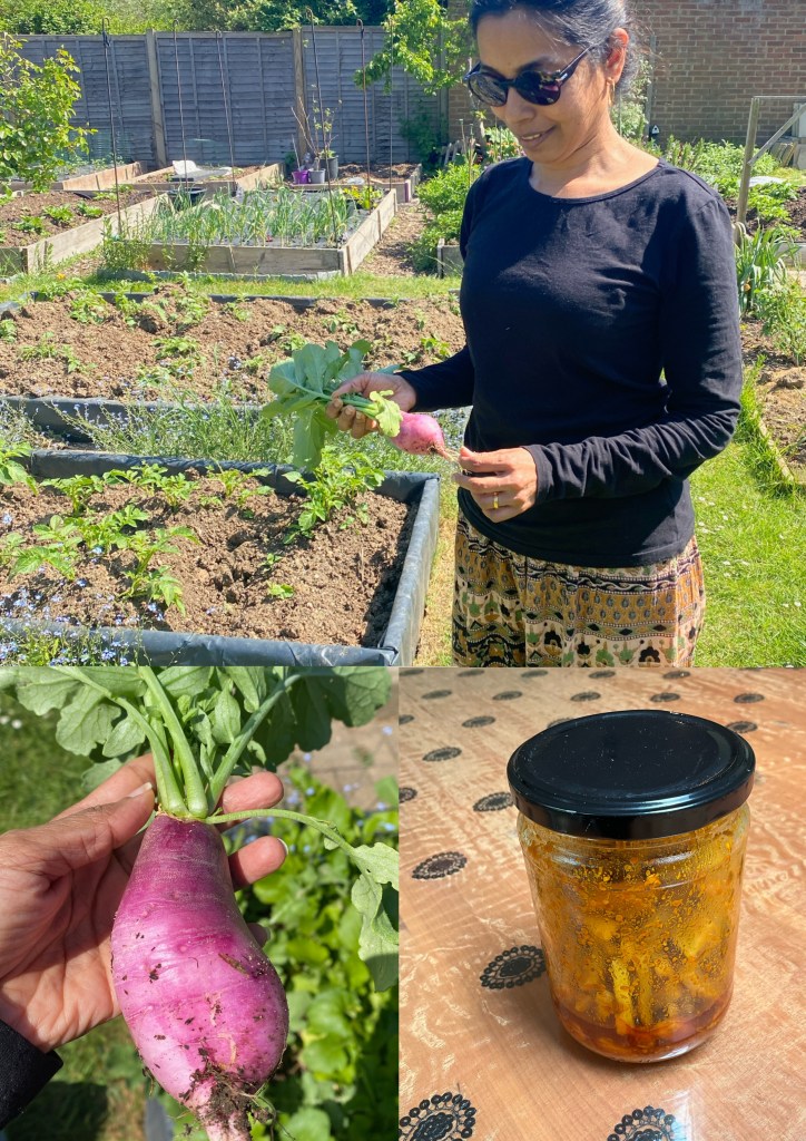 Woman holding fresh purple Indian vegetable (mollie) in allotment garden, with jar of homemade pickle on table.