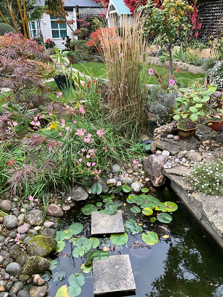 A peaceful autumn garden with colourful leaves, flowers, and a small pond leading to Smitha’s yoga studio.