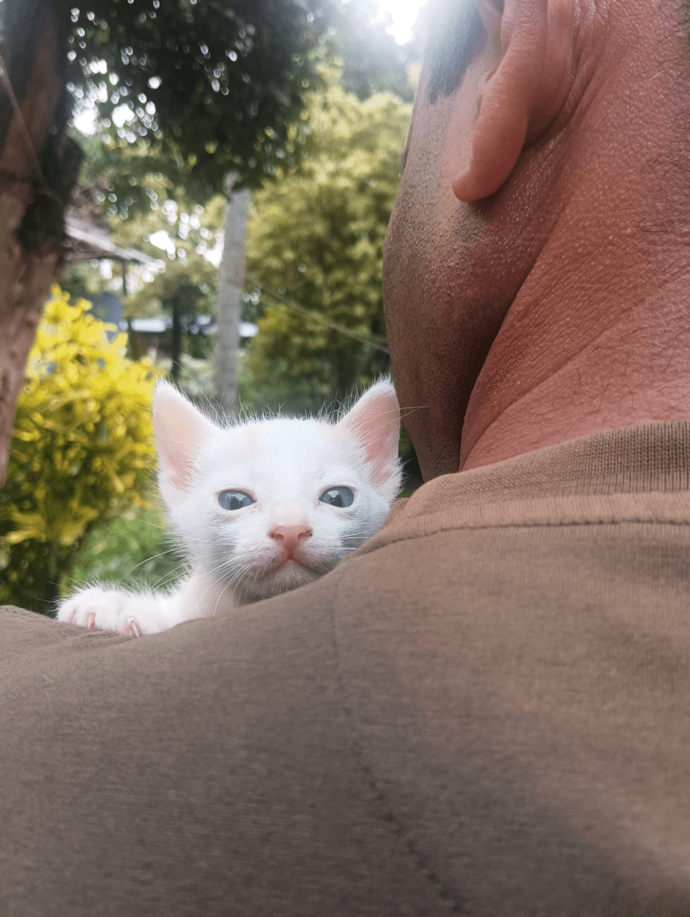 Smitha's brother holding a tiny white kitten in India